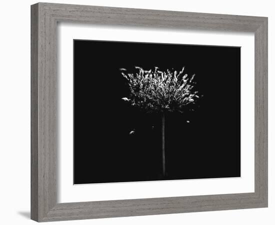 A Small Solitary Tree-Henriette Lund Mackey-Framed Photographic Print