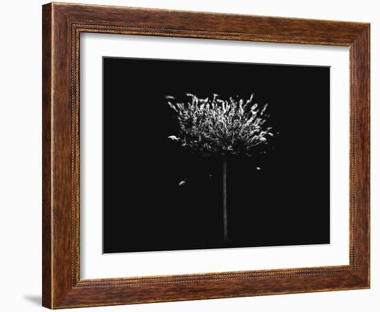 A Small Solitary Tree-Henriette Lund Mackey-Framed Photographic Print