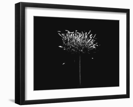 A Small Solitary Tree-Henriette Lund Mackey-Framed Photographic Print