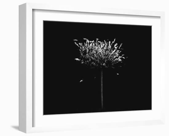 A Small Solitary Tree-Henriette Lund Mackey-Framed Photographic Print