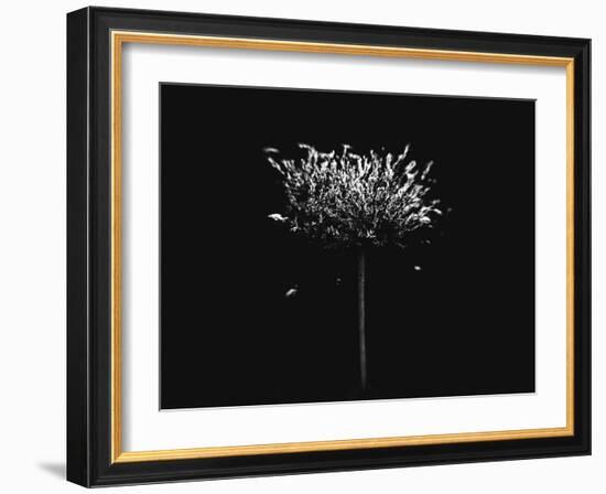 A Small Solitary Tree-Henriette Lund Mackey-Framed Photographic Print