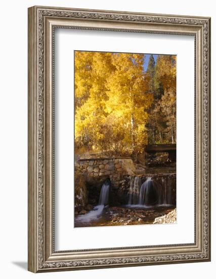 A Small Stream Cascades over a Rock Dam Amid Fall Aspens in the Sierra-John Alves-Framed Photographic Print