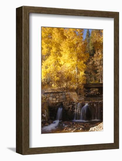 A Small Stream Cascades over a Rock Dam Amid Fall Aspens in the Sierra-John Alves-Framed Photographic Print