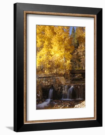 A Small Stream Cascades over a Rock Dam Amid Fall Aspens in the Sierra-John Alves-Framed Photographic Print