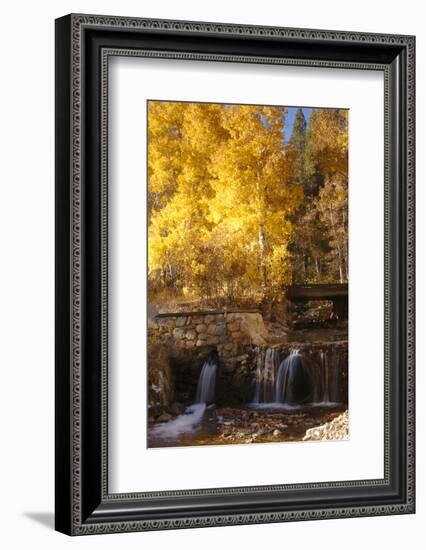 A Small Stream Cascades over a Rock Dam Amid Fall Aspens in the Sierra-John Alves-Framed Photographic Print