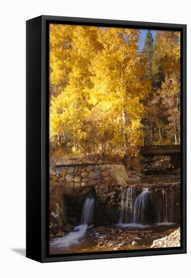 A Small Stream Cascades over a Rock Dam Amid Fall Aspens in the Sierra-John Alves-Framed Premier Image Canvas