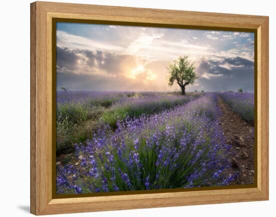 A small tree at the end of a lavender line in a field at sunset with clouds in the sky-Francesco Fanti-Framed Premier Image Canvas