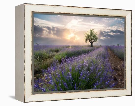 A small tree at the end of a lavender line in a field at sunset with clouds in the sky-Francesco Fanti-Framed Premier Image Canvas