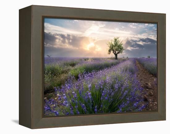 A small tree at the end of a lavender line in a field at sunset with clouds in the sky-Francesco Fanti-Framed Premier Image Canvas