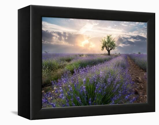 A small tree at the end of a lavender line in a field at sunset with clouds in the sky-Francesco Fanti-Framed Premier Image Canvas