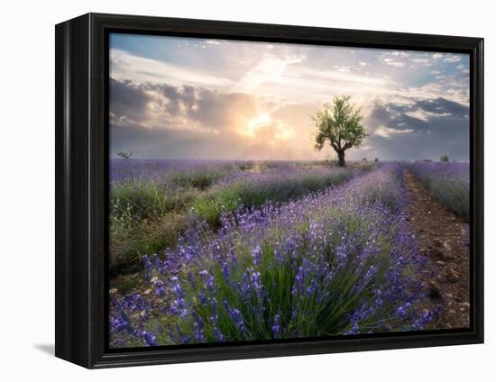 A small tree at the end of a lavender line in a field at sunset with clouds in the sky-Francesco Fanti-Framed Premier Image Canvas