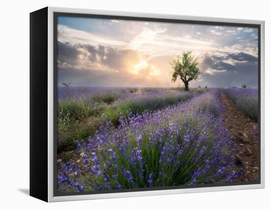 A small tree at the end of a lavender line in a field at sunset with clouds in the sky-Francesco Fanti-Framed Premier Image Canvas