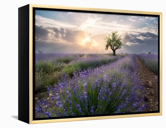 A small tree at the end of a lavender line in a field at sunset with clouds in the sky-Francesco Fanti-Framed Premier Image Canvas