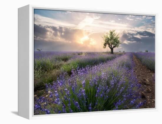 A small tree at the end of a lavender line in a field at sunset with clouds in the sky-Francesco Fanti-Framed Premier Image Canvas