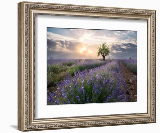 A small tree at the end of a lavender line in a field at sunset with clouds in the sky-Francesco Fanti-Framed Photographic Print