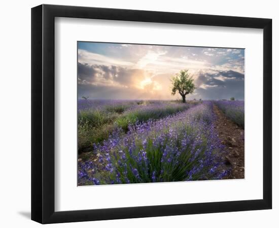 A small tree at the end of a lavender line in a field at sunset with clouds in the sky-Francesco Fanti-Framed Photographic Print