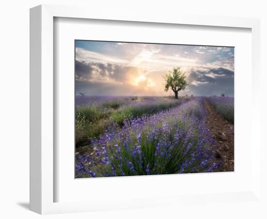 A small tree at the end of a lavender line in a field at sunset with clouds in the sky-Francesco Fanti-Framed Photographic Print