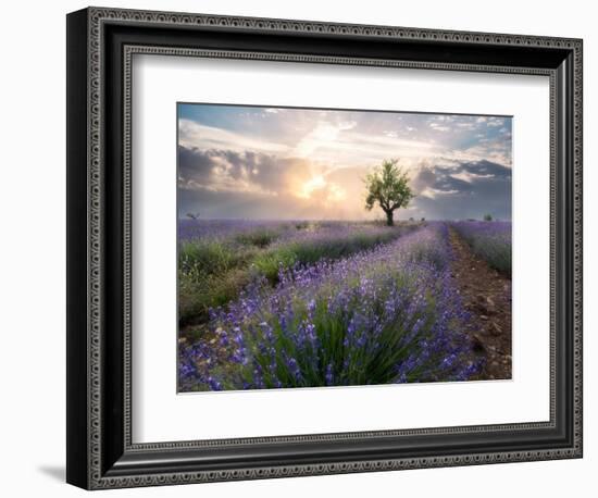 A small tree at the end of a lavender line in a field at sunset with clouds in the sky-Francesco Fanti-Framed Photographic Print