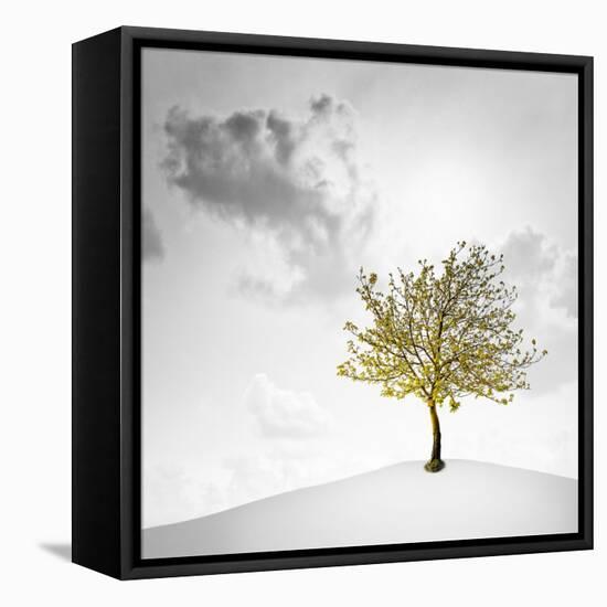 A Small Tree with Yellow Leaves on a White Background with Clouds-Luis Beltran-Framed Premier Image Canvas