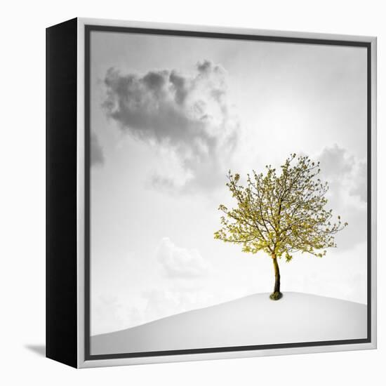 A Small Tree with Yellow Leaves on a White Background with Clouds-Luis Beltran-Framed Premier Image Canvas