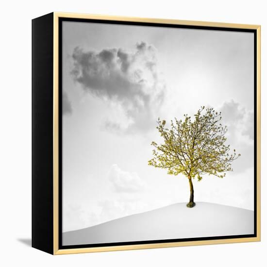 A Small Tree with Yellow Leaves on a White Background with Clouds-Luis Beltran-Framed Premier Image Canvas