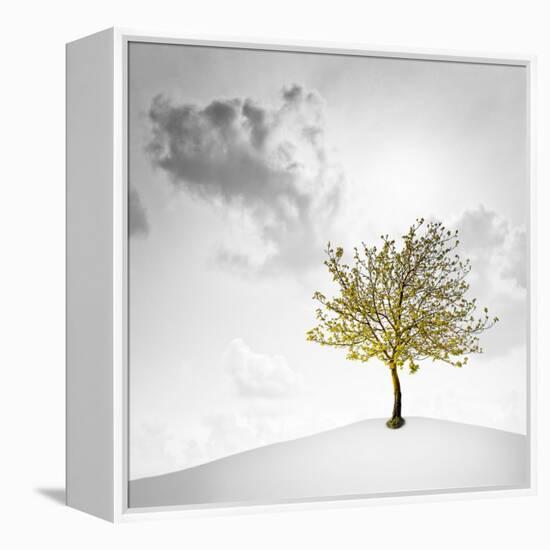 A Small Tree with Yellow Leaves on a White Background with Clouds-Luis Beltran-Framed Premier Image Canvas