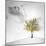 A Small Tree with Yellow Leaves on a White Background with Clouds-Luis Beltran-Mounted Photographic Print