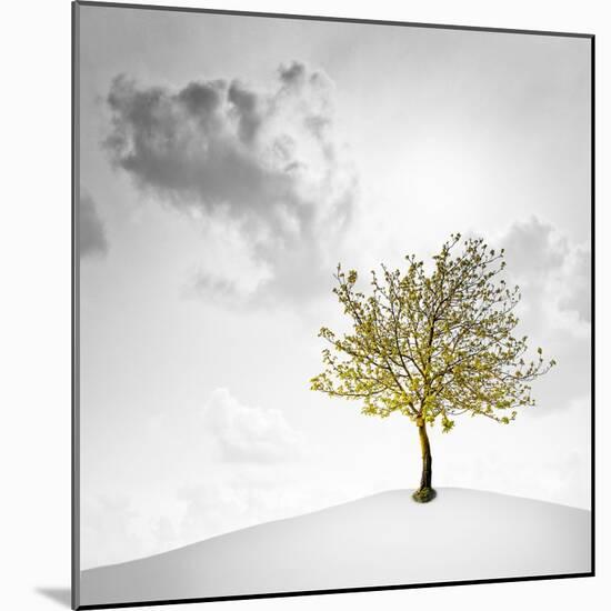 A Small Tree with Yellow Leaves on a White Background with Clouds-Luis Beltran-Mounted Photographic Print