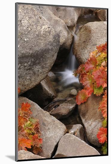 A Small Waterfall , California's Sierra Nevada Mountain Range-John Alves-Mounted Photographic Print