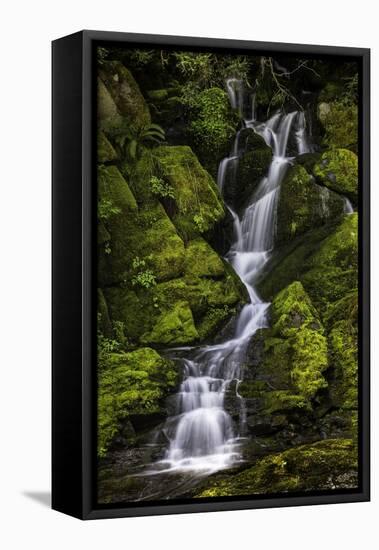 A small waterfall flows down mossy rocks, Washington.-Art Wolfe-Framed Premier Image Canvas