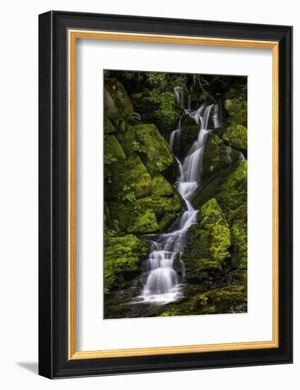 A small waterfall flows down mossy rocks, Washington.-Art Wolfe-Framed Photographic Print