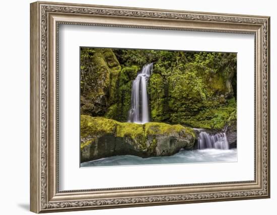 A small waterfall pours into the Ohanapecosh River, Washington.-Art Wolfe-Framed Photographic Print