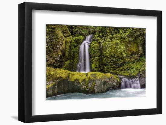 A small waterfall pours into the Ohanapecosh River, Washington.-Art Wolfe-Framed Photographic Print