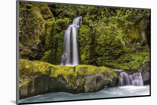 A small waterfall pours into the Ohanapecosh River, Washington.-Art Wolfe-Mounted Photographic Print