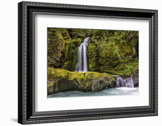 A small waterfall pours into the Ohanapecosh River, Washington.-Art Wolfe-Framed Photographic Print