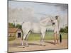 A Small White Stallion Standing with a Groom Holding a Chauri-Shaikh Muhammad Amir Of Karraya-Mounted Giclee Print