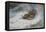 A Snipe in the Snow-Archibald Thorburn-Framed Premier Image Canvas