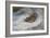 A Snipe in the Snow-Archibald Thorburn-Framed Giclee Print