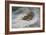 A Snipe in the Snow-Archibald Thorburn-Framed Giclee Print