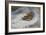 A Snipe in the Snow-Archibald Thorburn-Framed Giclee Print