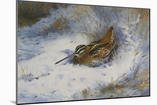 A Snipe in the Snow-Archibald Thorburn-Mounted Giclee Print