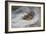 A Snipe in the Snow-Archibald Thorburn-Framed Giclee Print