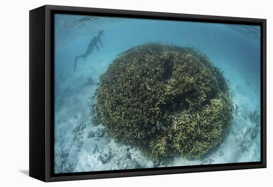 A Snorkeler Explores a Shallow Lagoon in a Remote Part of Raja Ampat-Stocktrek Images-Framed Premier Image Canvas