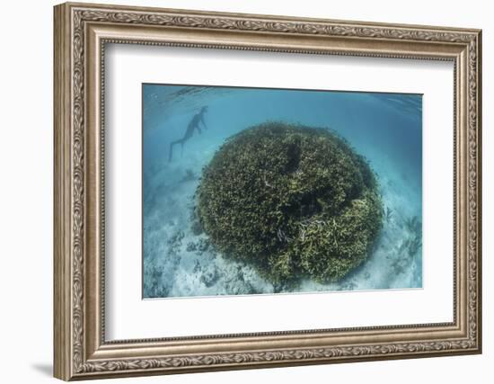 A Snorkeler Explores a Shallow Lagoon in a Remote Part of Raja Ampat-Stocktrek Images-Framed Photographic Print