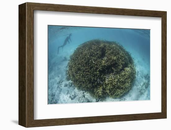 A Snorkeler Explores a Shallow Lagoon in a Remote Part of Raja Ampat-Stocktrek Images-Framed Photographic Print