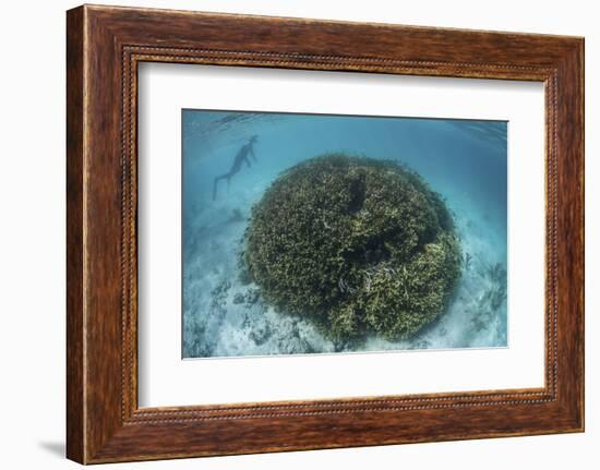 A Snorkeler Explores a Shallow Lagoon in a Remote Part of Raja Ampat-Stocktrek Images-Framed Photographic Print