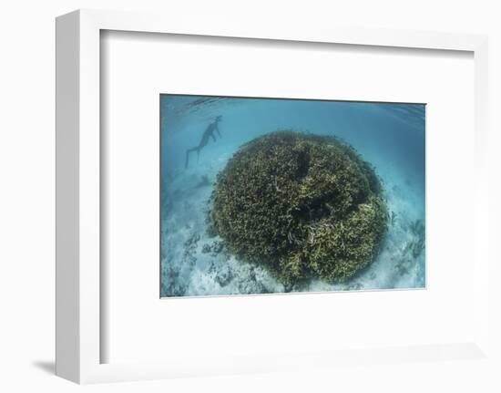 A Snorkeler Explores a Shallow Lagoon in a Remote Part of Raja Ampat-Stocktrek Images-Framed Photographic Print