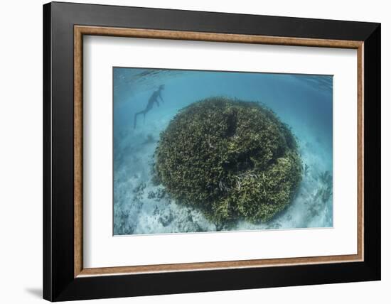 A Snorkeler Explores a Shallow Lagoon in a Remote Part of Raja Ampat-Stocktrek Images-Framed Photographic Print