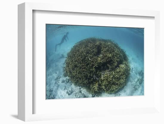 A Snorkeler Explores a Shallow Lagoon in a Remote Part of Raja Ampat-Stocktrek Images-Framed Photographic Print