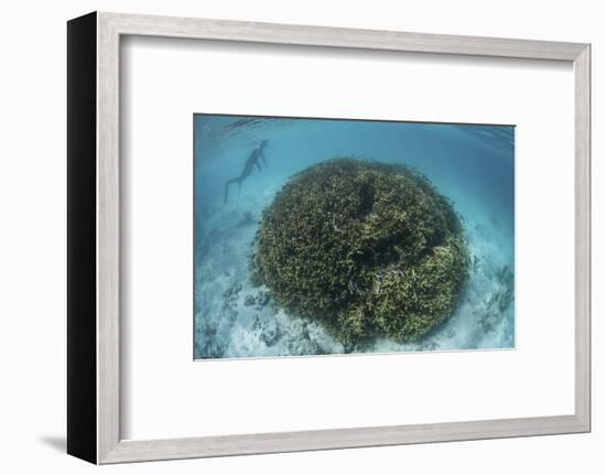 A Snorkeler Explores a Shallow Lagoon in a Remote Part of Raja Ampat-Stocktrek Images-Framed Photographic Print